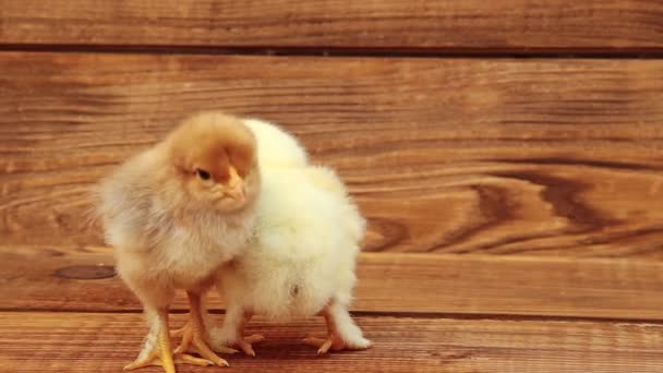Kyckling på träbord — Stockvideo