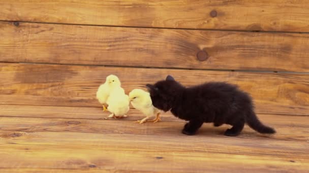 Kitten with chickens — Stock Video