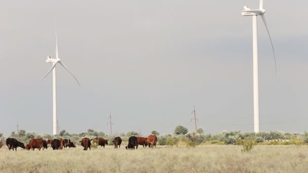 Pastagens de vacas perto de parques eólicos — Vídeo de Stock