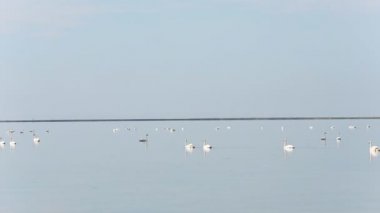 denizde yüzen Kuğu