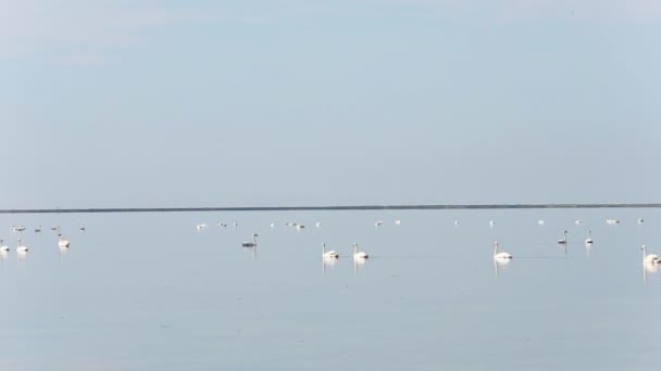 Cisnes flotando en el mar — Vídeos de Stock