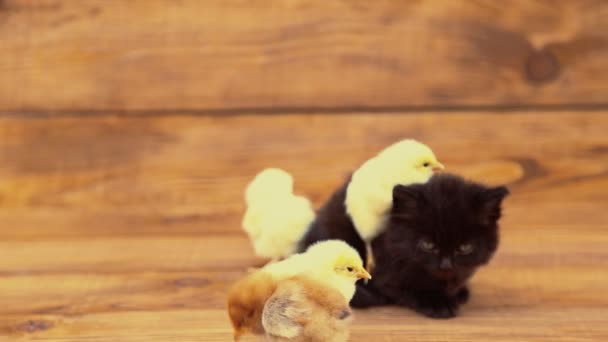 Gatito con pollos — Vídeo de stock