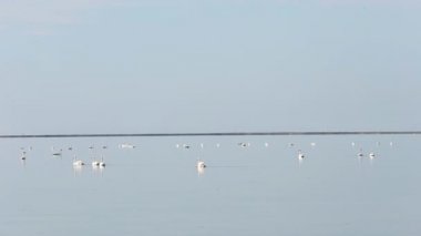 denizde yüzen Kuğu