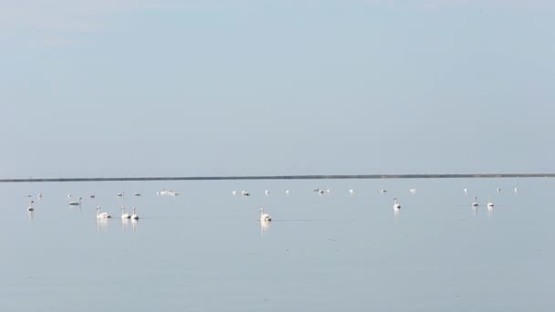 Лебеди плывут по морю — стоковое видео