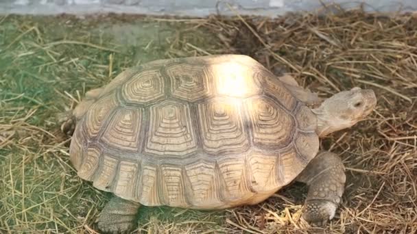 Schildkröte wandert in Voliere — Stockvideo