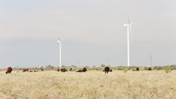 Pastagens de vacas perto de parques eólicos — Vídeo de Stock