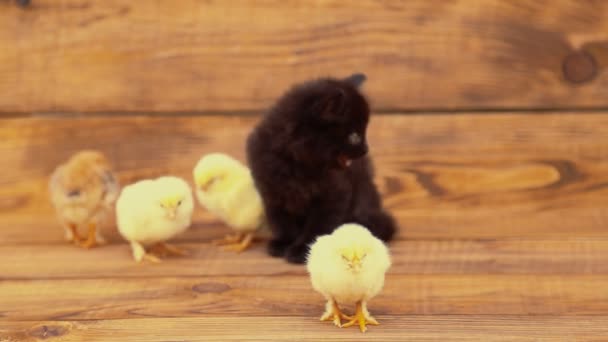 Kitten with chickens — Stock Video