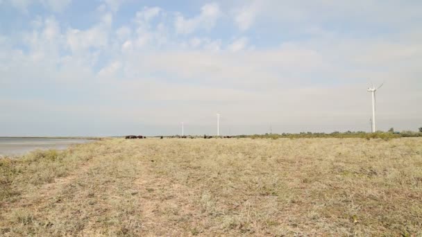 Cow grazing near wind farms — Stock Video