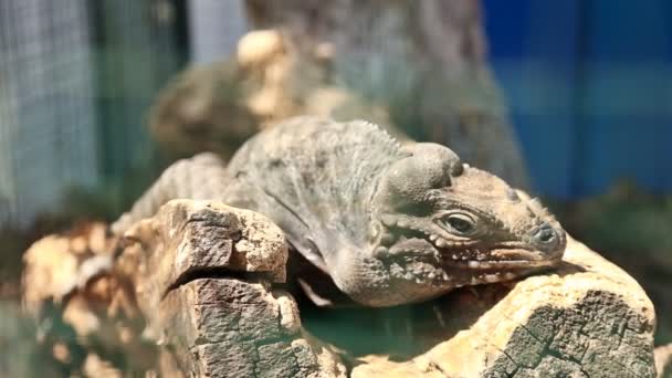 Ящірка в зоопарку крупним планом — стокове відео