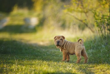 Shar Pei köpek yavrusu çimlerin üzerinde duruyor.