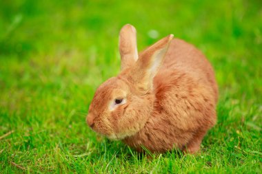 Büyük kırmızı tavşan.