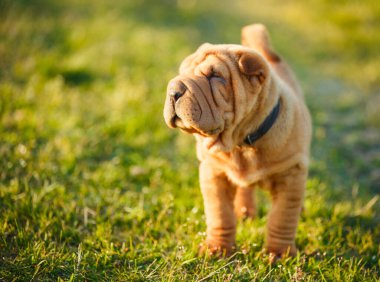 Shar Pei köpek yavrusu çimlerin üzerinde duruyor.