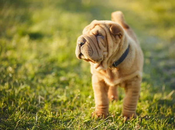 Shar Pei puppy staat op het gazon — Stockfoto