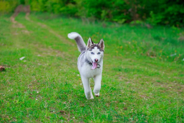 Hondenrassen husky — Stockfoto