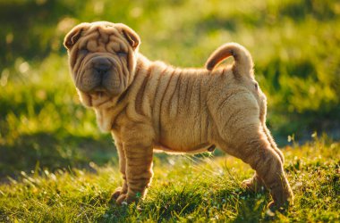 Shar Pei puppy standing on the lawn clipart