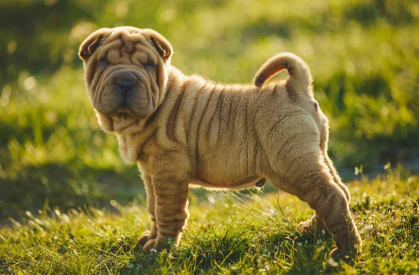 Shar Pei köpek yavrusu çimlerin üzerinde duruyor.