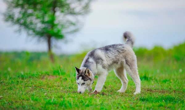 Hondenrassen husky — Stockfoto