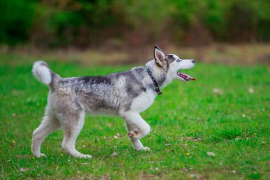 Köpek iri yarı olur.