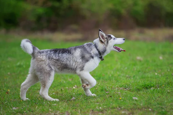 Hondenrassen husky — Stockfoto