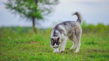 Köpek iri yarı olur.