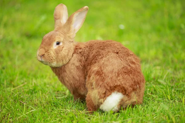 Grande coelho vermelho — Fotografia de Stock