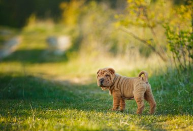 Shar Pei köpek yavrusu çimlerin üzerinde duruyor.