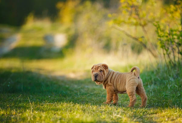 Shar Pei štěně stojící na trávníku — Stock fotografie