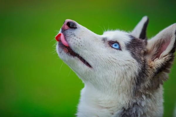 Raças de cães husky — Fotografia de Stock