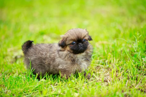 Pekingese puppy in the grass — Stock Photo, Image