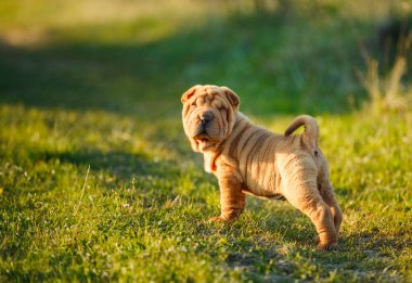 Shar Pei köpek yavrusu çimlerin üzerinde duruyor.