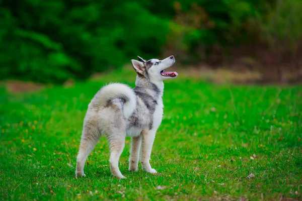 Razze di cane husky — Foto Stock