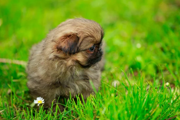 Pekingese cachorro na grama — Fotografia de Stock