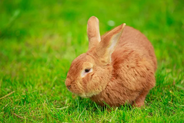 Big red rabbit — Stock Photo, Image