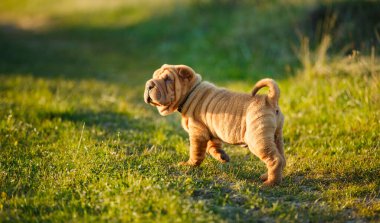 Shar Pei köpek yavrusu çimlerin üzerinde duruyor.