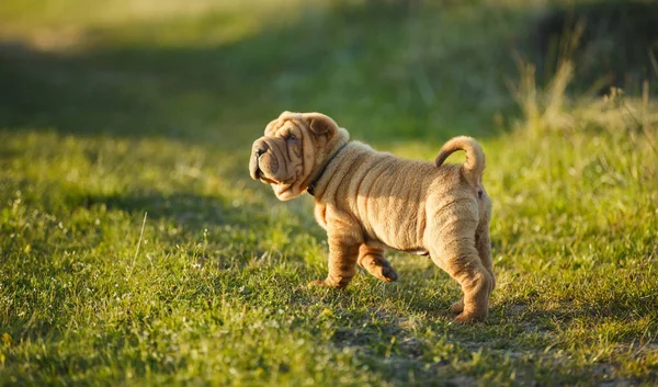 Shar Pei štěně stojící na trávníku — Stock fotografie