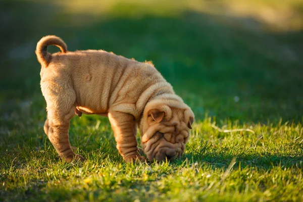 Shar Pei cachorro farejando algo — Fotografia de Stock