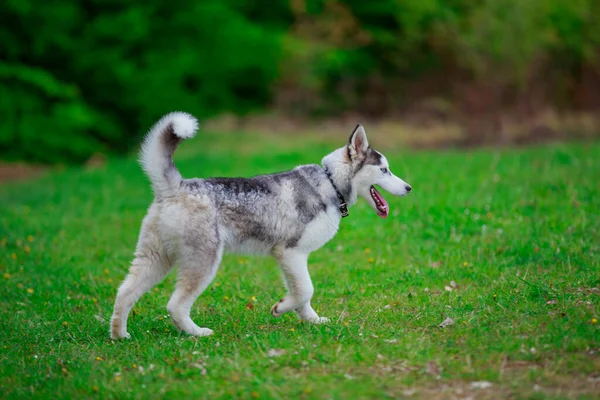 Hondenrassen husky — Stockfoto