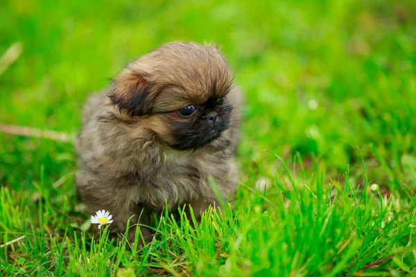 草の中のペキングの子犬 — ストック写真