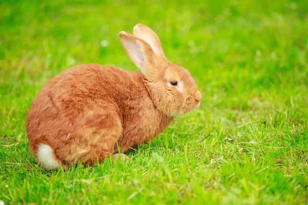 Großes rotes Kaninchen aus nächster Nähe — Stockfoto