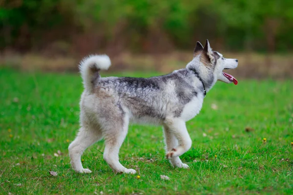 Hondenrassen husky — Stockfoto