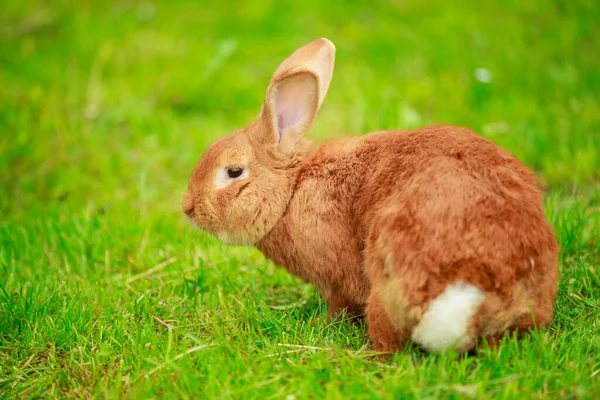 Big red rabbit close up — Stock Photo, Image