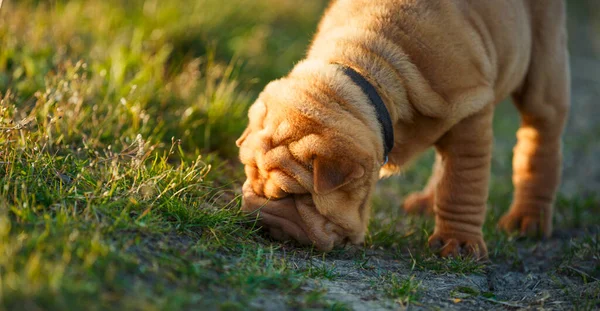 Shar Pei puppy ruikt iets — Stockfoto