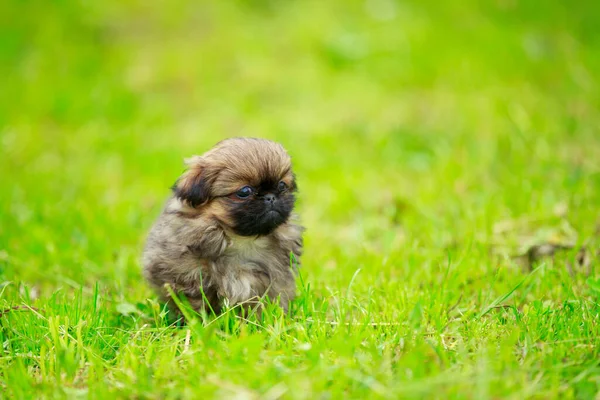 Pekingese cachorro na grama — Fotografia de Stock