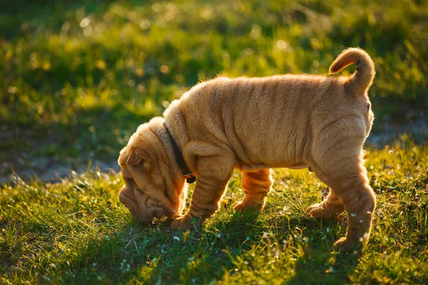 Shar Pei cachorro farejando algo — Fotografia de Stock