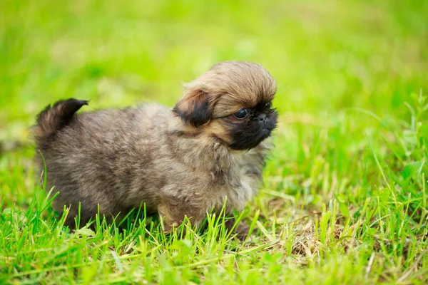 Pekingese cachorro na grama — Fotografia de Stock