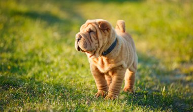 Shar Pei köpek yavrusu çimlerin üzerinde duruyor.