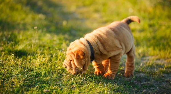 Shar Pei szczeniaczek wąchając coś — Zdjęcie stockowe