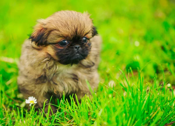 Pekingese pup in het gras — Stockfoto