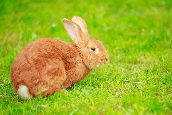 Big red rabbit close up — Stock Photo, Image