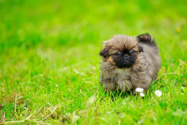Pekingese puppy in the grass — Stock Photo, Image